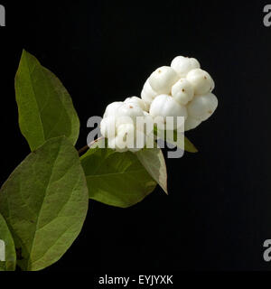 Schneebeere, Symphoricarpos, Albus, Fruechte, Foto Stock