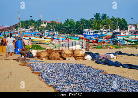 Sri Lanka, provincia occidentale, Negombo, villaggio di pescatori, spiaggia di Negombo, pesci secchi Foto Stock
