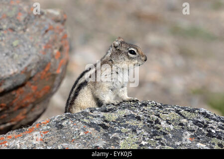 Golden mantled Scoiattolo di terra - Callospermophilus lateralis Foto Stock