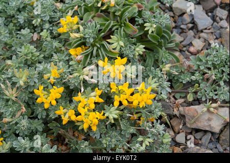 Coronilla valentina ssp. glauca crescendo al Parque Natural do Sudoeste Alentejano e Costa Vicentina, occidentale del Portogallo. Aprile. Foto Stock