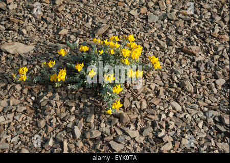 Coronilla valentina ssp. glauca crescendo al Parque Natural do Sudoeste Alentejano e Costa Vicentina, occidentale del Portogallo. Aprile. Foto Stock