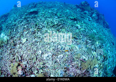 I risultati di una barriera corallina che è stata danneggiata da corallo sbianca. Le strutture di corallo sono ancora relativamente intatti Foto Stock
