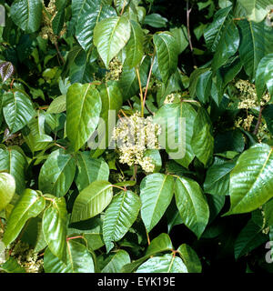 Giftsumach, Rhus radicans, - DEU, Deutschland, - Foto Stock
