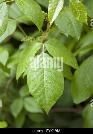 Giftsumach, Rhus radicans Foto Stock