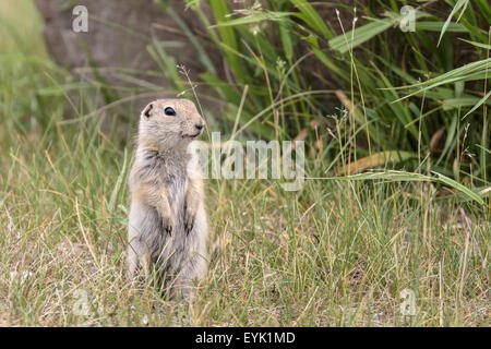 Richardson di scoiattolo di terra - Urocitellus richardsonii Foto Stock