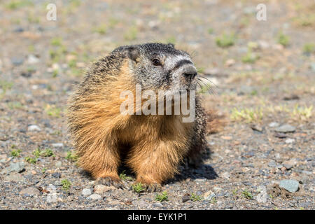 Ventre giallo Marmotta - Marmota flaviventris Foto Stock