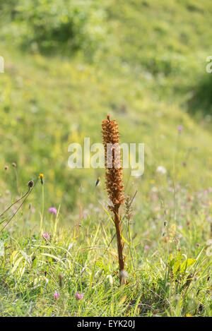 Succhiamele prataiolo Fiordaliso (Orobanche elatior). Come implica il nome, la specie è parassita su fiordaliso. Foto Stock