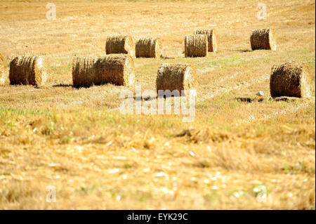 Diverse balle di fieno pronto per il raccolto su un campo di fieno Foto Stock