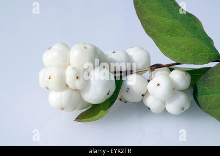 Schneebeere, Symphoricarpos, Albus, Fruechte, Foto Stock