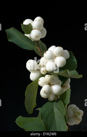 Schneebeere, Symphoricarpos, Albus, Fruechte, Foto Stock