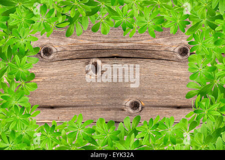 Sweet woodruff lascia come cornice sul vecchio rustico listoni in legno Foto Stock