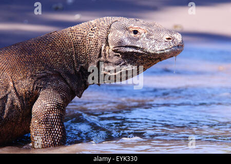 Un drago di Komodo con un droolo che scorre lungo il mento si trova sul bordo delle acque, Varanus komodoensis, Rinca Island, Komodo Nationalende Foto Stock
