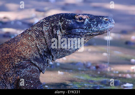 Un drago di Komodo con sbavature correndo giù per il mento si erge a bordo delle acque, Varanus komodoensis, Rinca Isola, Komodo National Foto Stock