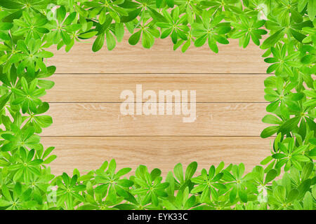 Sweet woodruff lascia come telaio su tavole di legno Foto Stock