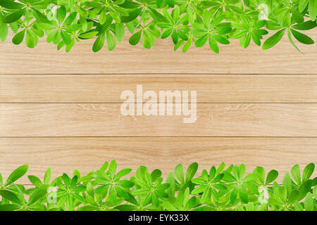 Sweet woodruff lascia come frame, in alto e in basso su tavole di legno Foto Stock