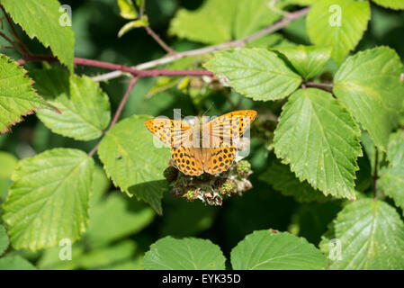Argento-lavato fritillary butterfly (Argynnis paphia). Upperside di maschio adulto Foto Stock
