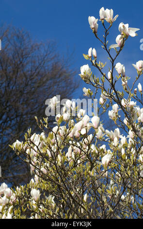 Albero di magnolia in piena fioritura con cielo blu sullo sfondo. Foto Stock