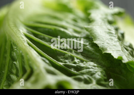 Romain fresca insalata verde vicino fino Foto Stock