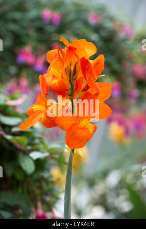 Canna lily "Orange Punch' Fiore a RHS Wisley Gardens, Surrey, Inghilterra Foto Stock