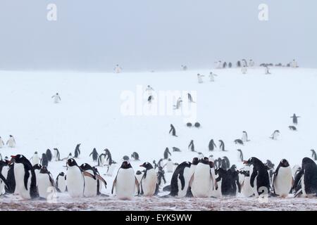 La colonia dei pinguini di Gentoo (Pygoscelis papua) su Half Moon Island, Antartide Foto Stock