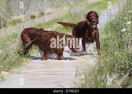 Salisbury Plain, Wiltshire, Regno Unito. 31 Luglio, 2015. Due Setter Irlandese, fori e Boston il raffreddamento nel serbatoio inondato le tracce sulla Piana di Salisbury zona di addestramento militare. Credito: John Eccles/Alamy Live News Foto Stock