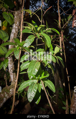 Foglie di una specie di chinina non identificata (cinchona) a Lembang, West Bandung, West Java, Indonesia. La chinina è comunemente usata per il trattamento della malaria. Foto Stock