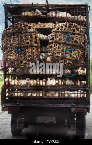 I broilers sono trasportati da un camion che si muove su una strada che porta alle attrazioni turistiche del tempio e della spiaggia di Tanah Lot a Tabanan, Bali, Indonesia. Foto Stock