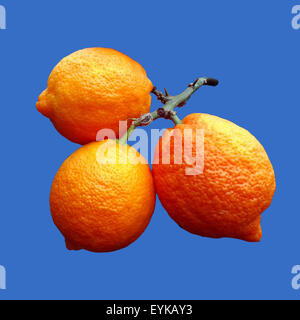 Limone; Limone, Rosso