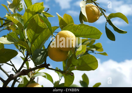 Zitronen, Citrus limon; Foto Stock