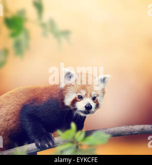 Red Orso Panda Climbing su una struttura ad albero Foto Stock