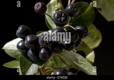 Apfelbeere; Aronia; Schwarze; Foto Stock