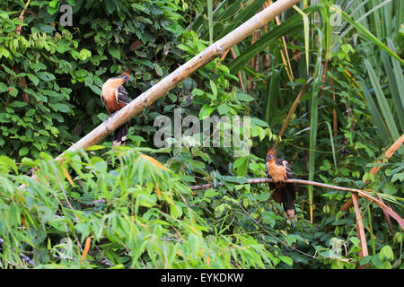 Due uccelli Hoatzin (Opisthocomus hoazin) appollaiato su separate caduti tronchi di bambù lungo il Rio Napo, Ecuador. Foto Stock