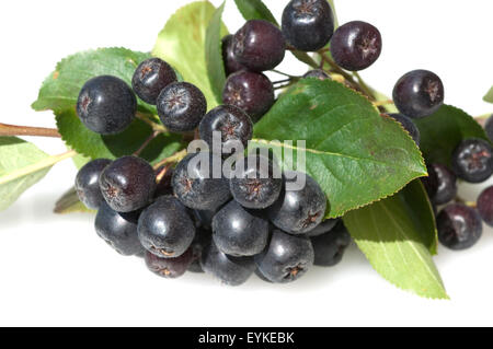 Apfelbeere; Aronia; Schwarze; Foto Stock