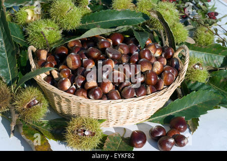 Esskastanien, Edelkastanie, Castanea sativa, Heilpflanzen, Fruechte Foto Stock
