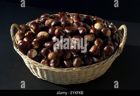 Esskastanien, Edelkastanie, Castanea sativa, Heilpflanzen, Fruechte Foto Stock