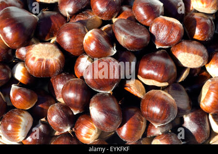 Esskastanien, Edelkastanie, Castanea sativa, Heilpflanzen, Fruechte Foto Stock