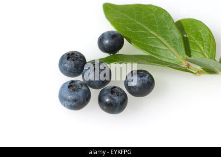 Heidelbeeren, Heidelbeere, blaue Beeren, Blaubeeren, Heilpflanzen, Fruechte, Obst, Foto Stock