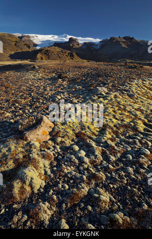 La massa di muschio, Falljökull, Hvannadalshnjúkur, Öraefajökull, Ostisland, Islanda Foto Stock