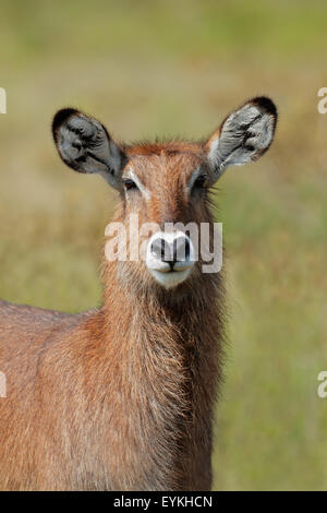 Ritratto di un Defassa waterbuck (Kobus ellipsiprymnus defassa), il lago Nakuru National Park, Kenya Foto Stock