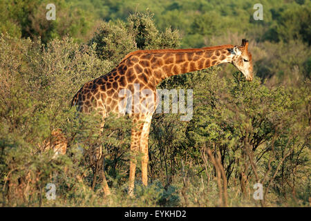 Una giraffa (Giraffa camelopardalis) alimentazione su un albero di acacia, Sud Africa Foto Stock