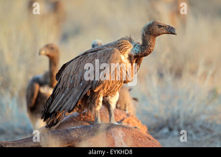 White-backed grifone (Gyps africanus scavenging) su una carcassa, Sud Africa Foto Stock