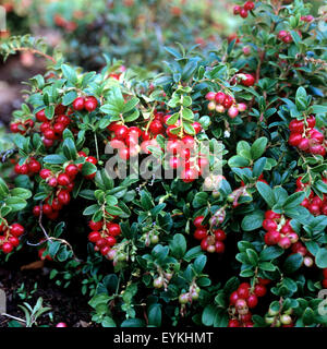 Preiselbeere, Vaccinium vitis-idaea, Bodendecker, Heilpflanzen, Fruechte, Obst, Foto Stock