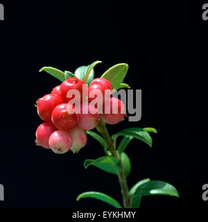 Preiselbeere, Vaccinium vitis-idaea, Bodendecker, Heilpflanzen, Fruechte, Obst, Foto Stock