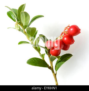 Preiselbeere, Vaccinium vitis-idaea, Bodendecker, Heilpflanzen, Fruechte, Obst, Foto Stock