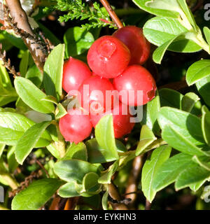 Preiselbeere, Vaccinium vitis-idaea, Bodendecker, Heilpflanzen, Fruechte, Obst, Foto Stock