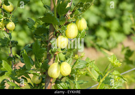 Stachelbeere; Ribes; uva-crispa; Strauch; Foto Stock