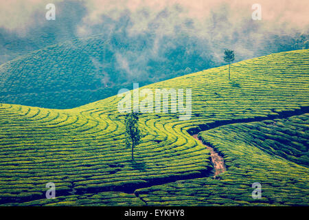 Vintage effetto retrò filtrata hipster style immagine del Kerala India travel sfondo verde - piantagioni di tè in Munnar Kerala, ho Foto Stock