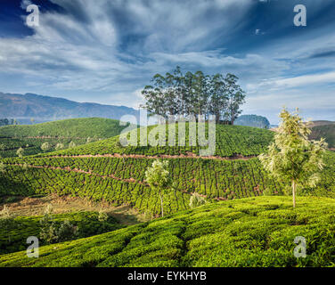 Il Kerala India travel sfondo verde - piantagioni di tè in Munnar Kerala, India - attrazione turistica Foto Stock