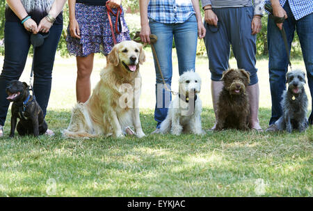 Gruppo di cani con proprietari al classe obbedienza Foto Stock