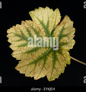 Weinblatt, Weisser Wein, Weisswein, Wein, Weinpflanzen, Reben, Fruechte, Beeren, Obst, Foto Stock